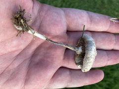 Saproamanita thiersii