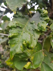 Trioza erytreae
