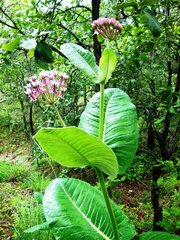 Asclepias otarioides