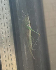 Conocephalus attenuatus