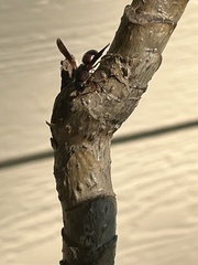 Pachodynerus erynnis