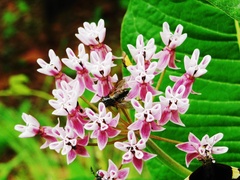 Asclepias otarioides