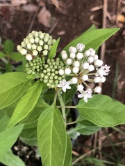 Asclepias texana