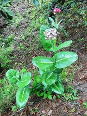 Asclepias otarioides