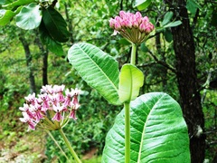 Asclepias otarioides