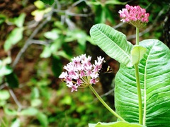 Asclepias otarioides