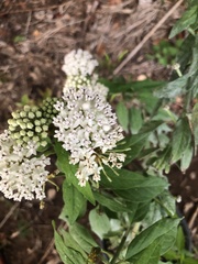 Asclepias texana