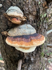 Fomitopsis mounceae