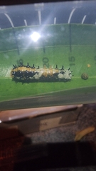 Papilio clytia