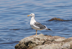 Larus livens