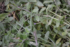 Teucrium scordium