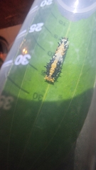 Papilio clytia
