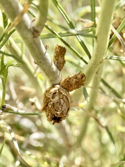 Rhopalomyia ericameriae