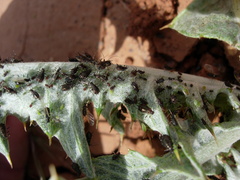 Macrosiphini