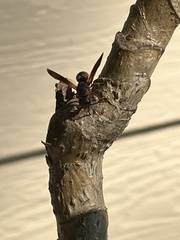 Pachodynerus erynnis
