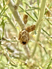 Rhopalomyia ericameriae