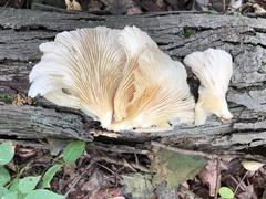 Pleurotus pulmonarius