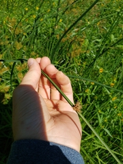 Schoenoplectus pungens