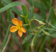Talinum aurantiacum