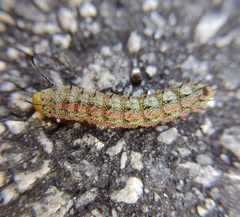 Anisota virginiensis