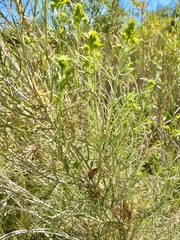 Rhopalomyia ericameriae