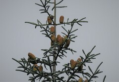 Abies procera