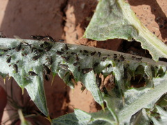Macrosiphini
