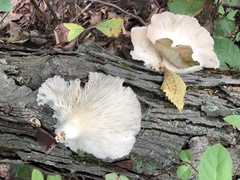 Pleurotus pulmonarius