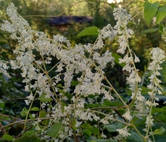 Fallopia