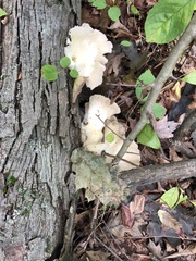 Pleurotus pulmonarius