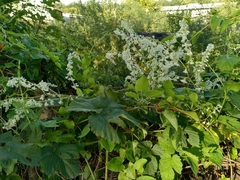 Fallopia