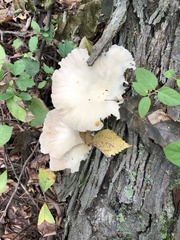 Pleurotus pulmonarius
