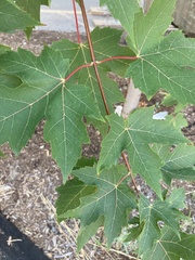 Acer rubrum