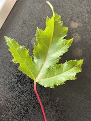 Acer ginnala
