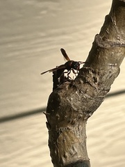 Pachodynerus erynnis