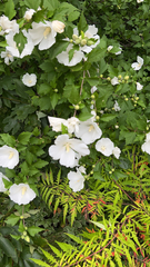 Hibiscus syriacus