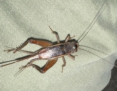 Acheta domesticus