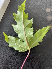 Acer ginnala