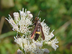 Carmenta pyralidiformis