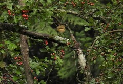 Phylloscopus collybita