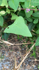 Persicaria perfoliata