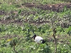 Threskiornis aethiopicus