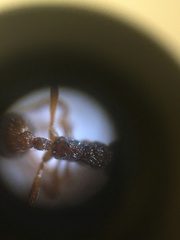 Myrmica ruginodis