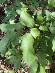 Carya texana