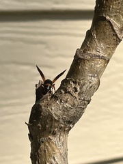 Pachodynerus erynnis