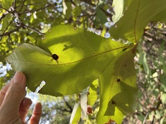 Carya texana