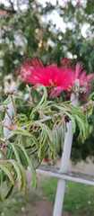 Calliandra