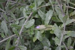 Teucrium scordium