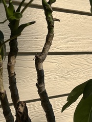 Pachodynerus erynnis