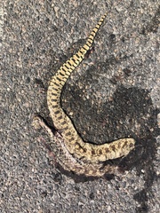 Pituophis catenifer sayi